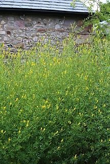 Tall Melilot Growing up to 2 metres in my wild garden! Cumbria,Kings Meaburn,Melilotus altissimus,Tall Melilot