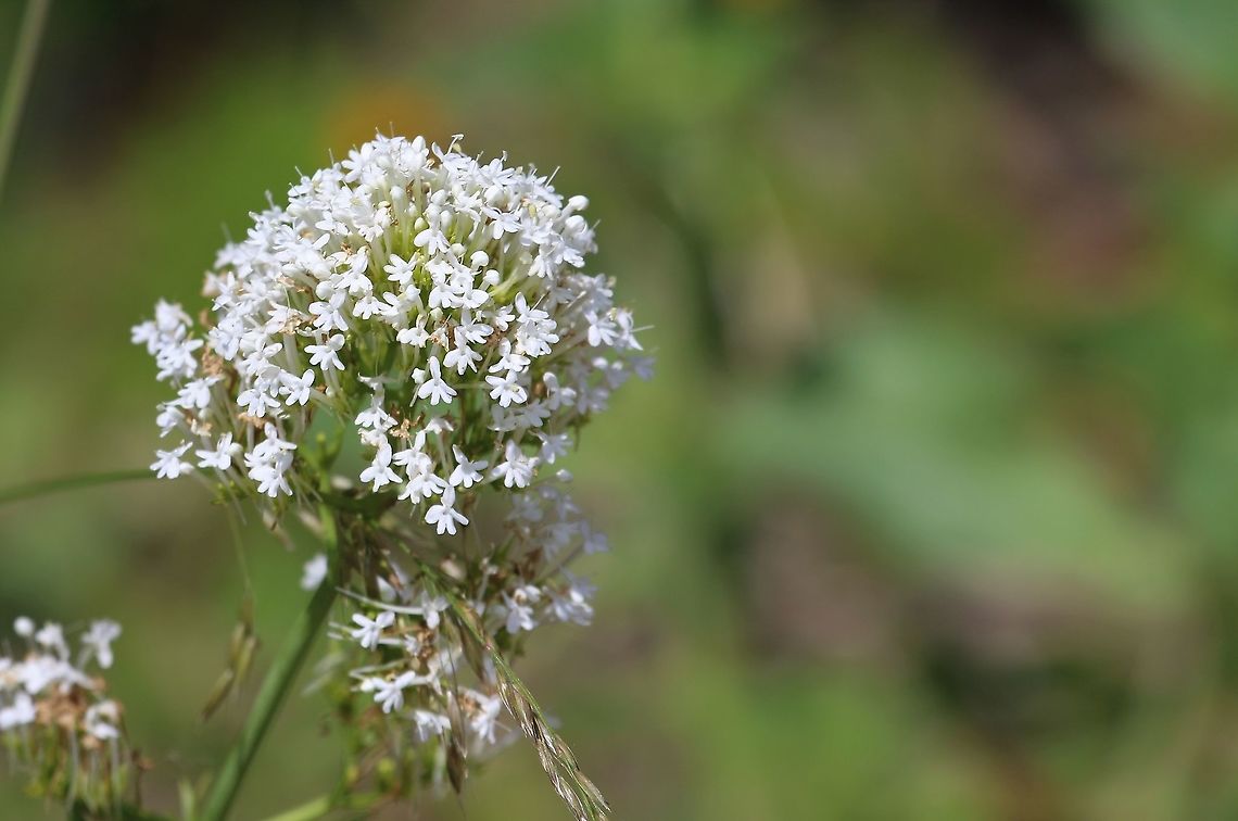 White valerian, Centranthus ruber albus The white variant in a linestone quarry Centranthus ruber,Lanymynech Rocks,Montgomeryshire,Red valerian