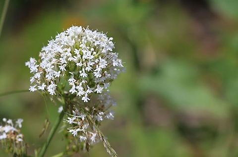 White valerian, Centranthus ruber albus The white variant in a linestone quarry Centranthus ruber,Lanymynech Rocks,Montgomeryshire,Red valerian