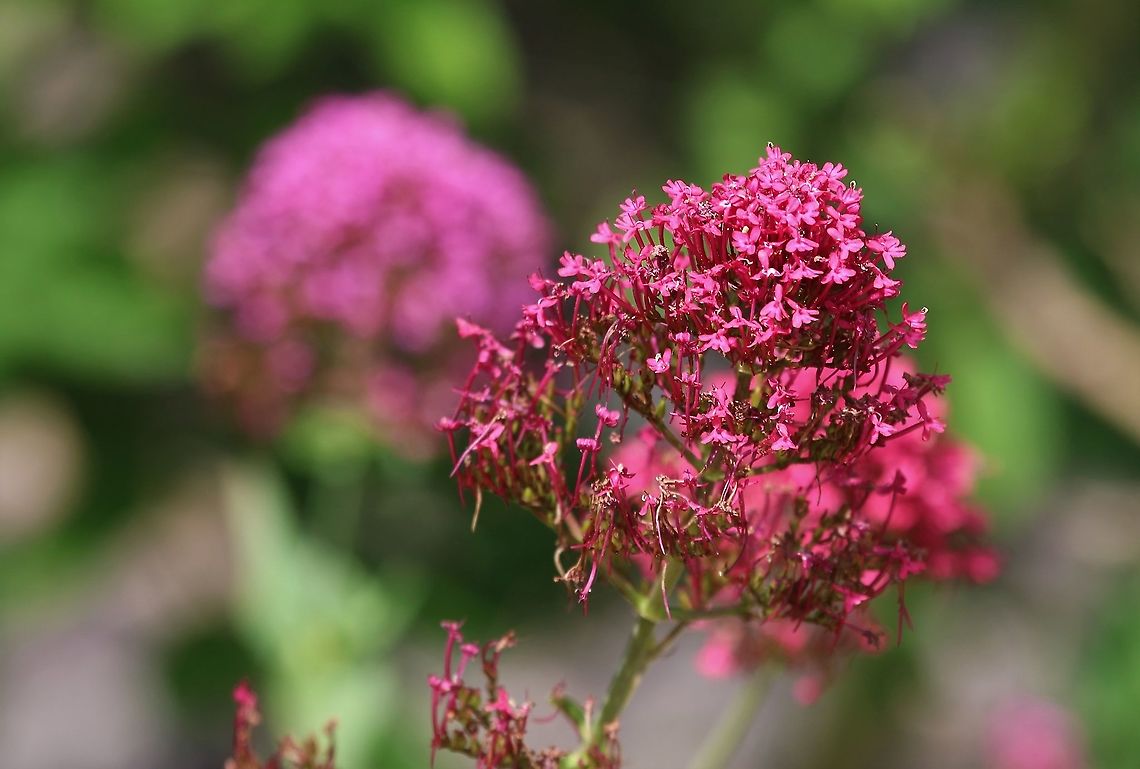 Red & Pink Valerian Red with the pink variant of this plant. Centranthus ruber,Lanymynech Rocks,Montgomeryshire,Red valerian