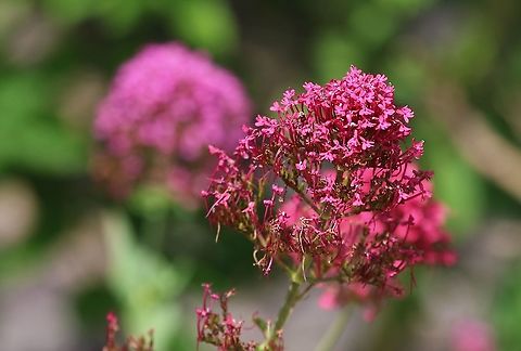 Red & Pink Valerian Red with the pink variant of this plant. Centranthus ruber,Lanymynech Rocks,Montgomeryshire,Red valerian