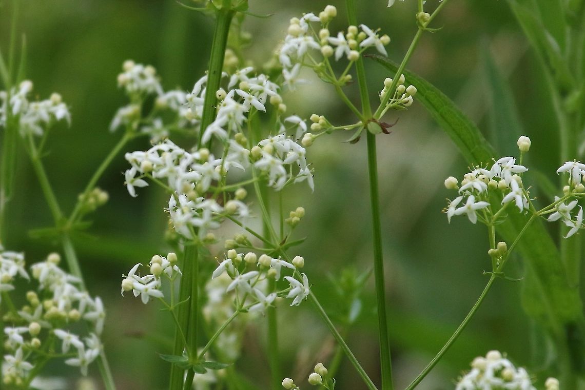 Heath Bedstraw A very common plant around our area, in hedge bottoms and on unimproved land. Cumbria,Galium saxatile,Heath bedstraw,Waitby Greenriggs