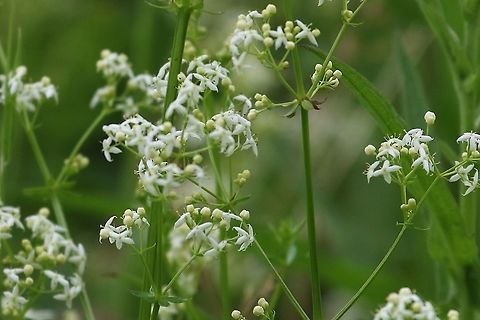 Heath Bedstraw A very common plant around our area, in hedge bottoms and on unimproved land. Cumbria,Galium saxatile,Heath bedstraw,Waitby Greenriggs