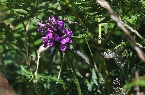 Betony A common native wildflower in Cumbria. Betonica officinalis,Betony,Cumbria,Swindale