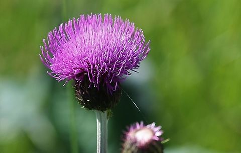 Melancholy Thistle Look under its leaves for the very distinctive silver underside. Cirsium heterophyllum,Cumbria,Melancholy Thistle,Swindale