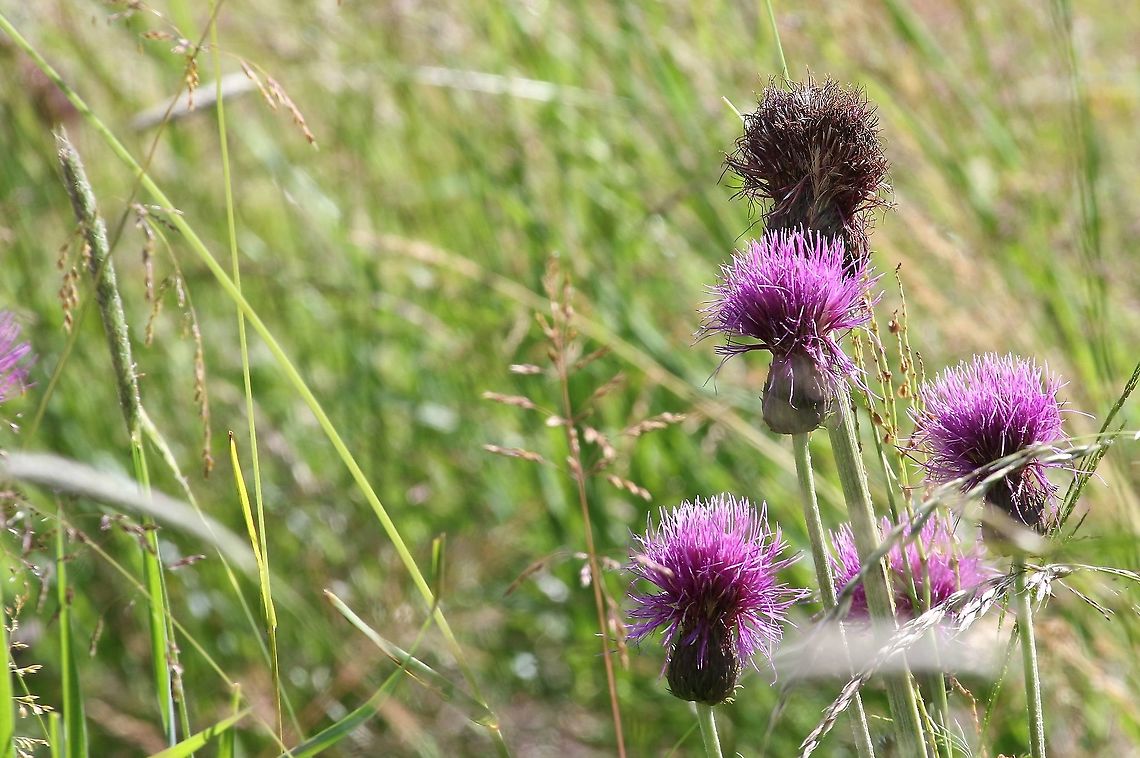 Melancholy Thistle A beautiful thistle seen on road verges, in hay meadows and unimproved grassland.  It has very distinctive silver undersides to its leaves. Cirsium heterophyllum,Cumbria,Melancholy Thistle,Swindale