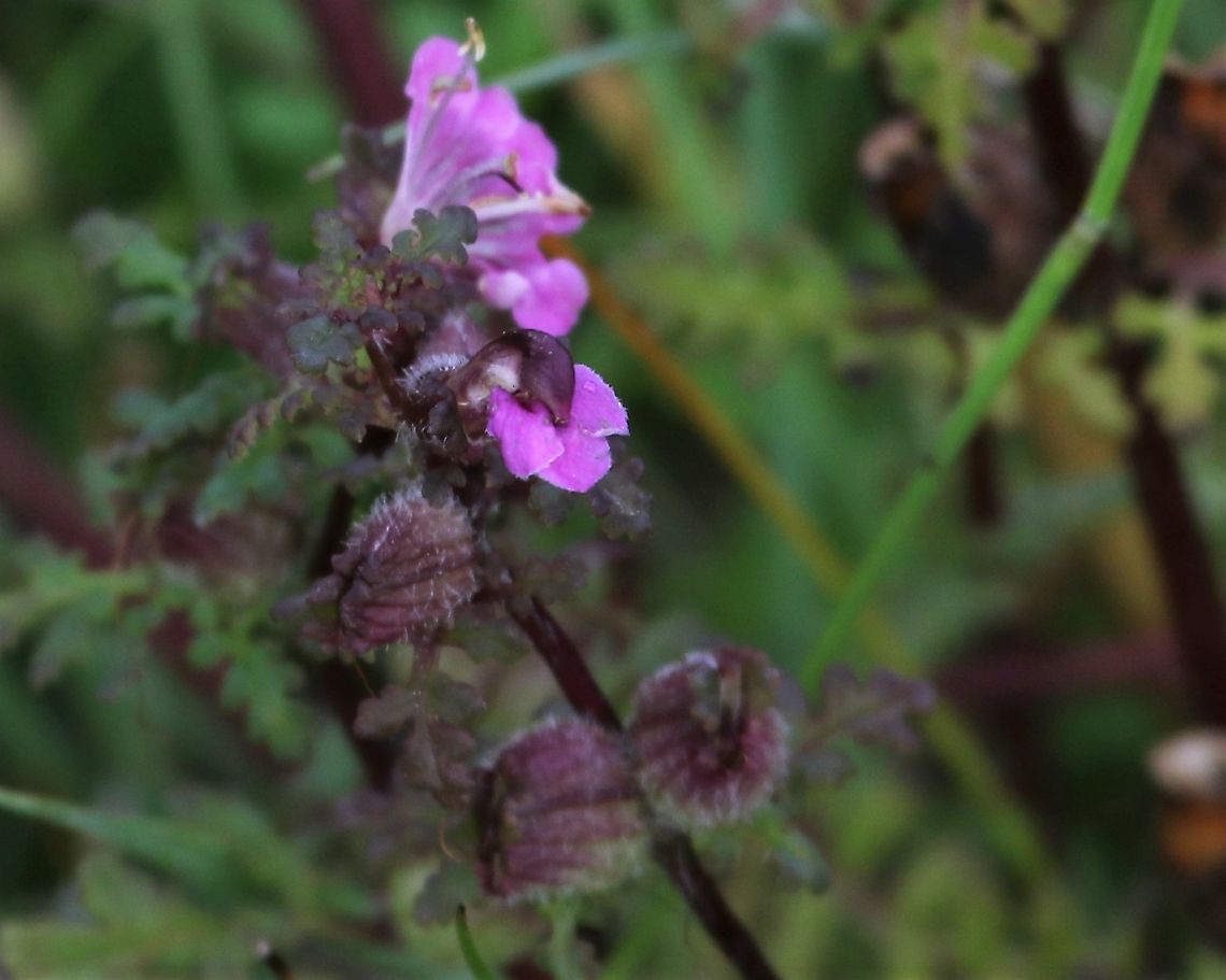Marsh Lousewort or Red Rattle Another plant of damp grassland/moorland. Carsaig Beach,Isle of Mull,Marsh lousewort,Pedicularis palustris,Red Rattle