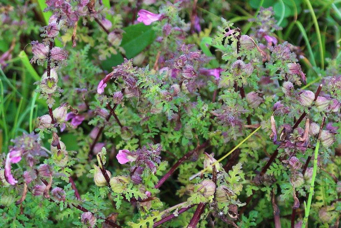 Red Rattle Showing the &quot;rattle&quot; seed pods of this damp-loving plant Carsaig Beach,Isle of Mull,Marsh lousewort,Pedicularis palustris,Red Rattle
