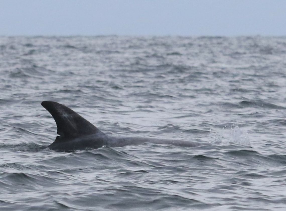 Risso's Dolphin One of a group of about 10 including a couple of young ones.  A 1st for me. Calf of Man,Grampus griseus,Isle of Man,Rissos dolphin