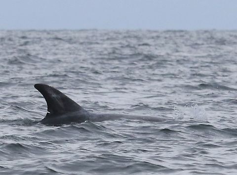 Risso's Dolphin One of a group of about 10 including a couple of young ones.  A 1st for me. Calf of Man,Grampus griseus,Isle of Man,Rissos dolphin