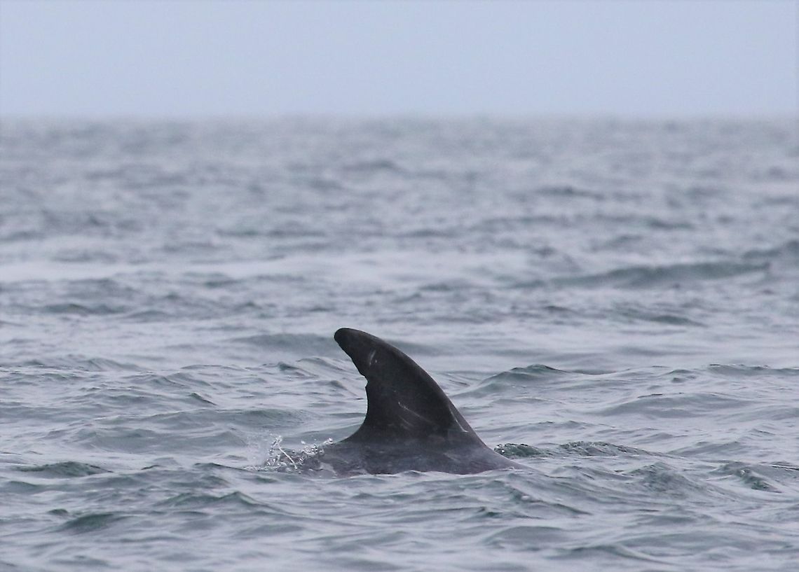 Risso's Dolphin off the Calf of Man A large dolphin growing up to 4 metres.  Seen regularly off the Isle of Man but infrequently. Calf of Man,Grampus griseus,Isle of Man,Rissos dolphin