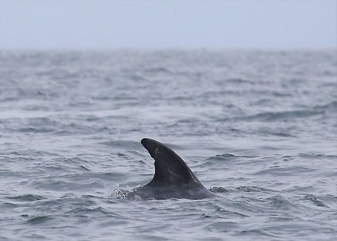 Risso's Dolphin off the Calf of Man A large dolphin growing up to 4 metres.  Seen regularly off the Isle of Man but infrequently. Calf of Man,Grampus griseus,Isle of Man,Rissos dolphin