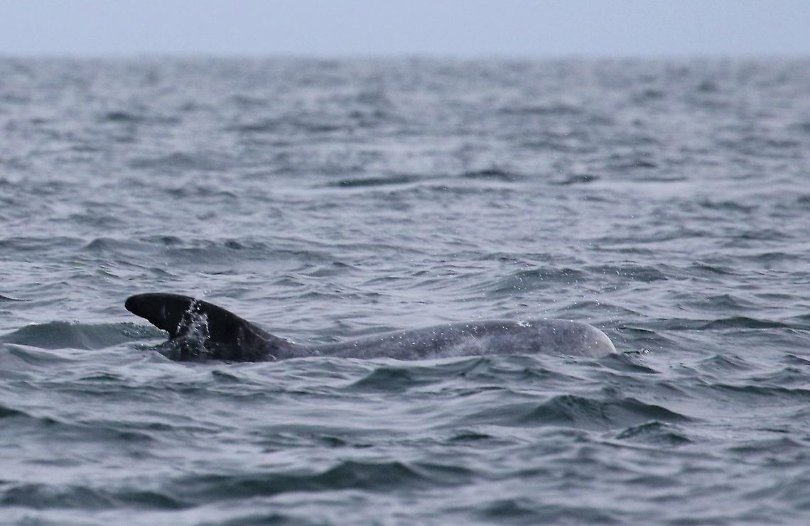 Risso's Dolphin A new dolphin species for me off the Calf of Man. Calf of Man,Grampus griseus,Isle of Man,Rissos dolphin