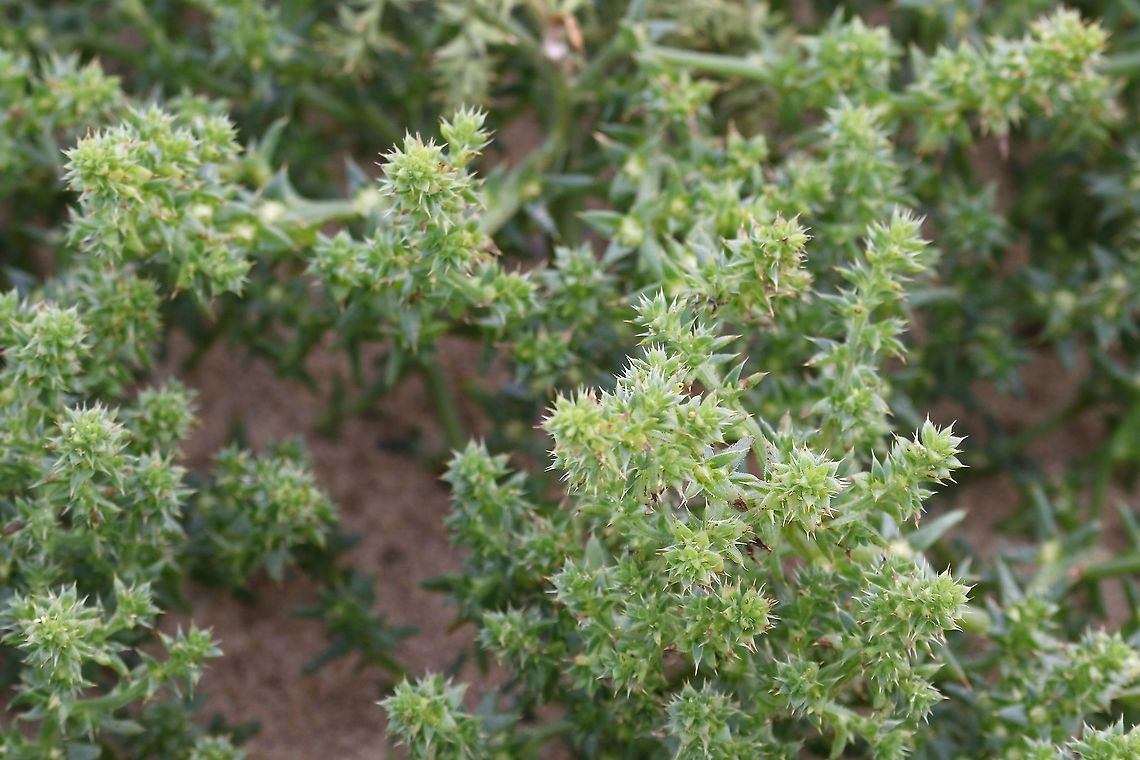 Prickly Saltwort Fast growing annual on the sand and shingle. Ayres,Isle of Man,Kali  turgidum,Kali turgidum,Prickly Saltwort