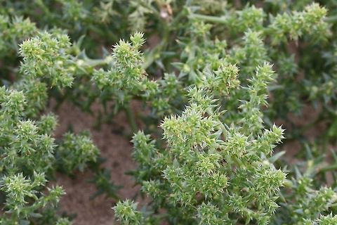 Prickly Saltwort Fast growing annual on the sand and shingle. Ayres,Isle of Man,Kali  turgidum,Kali turgidum,Prickly Saltwort