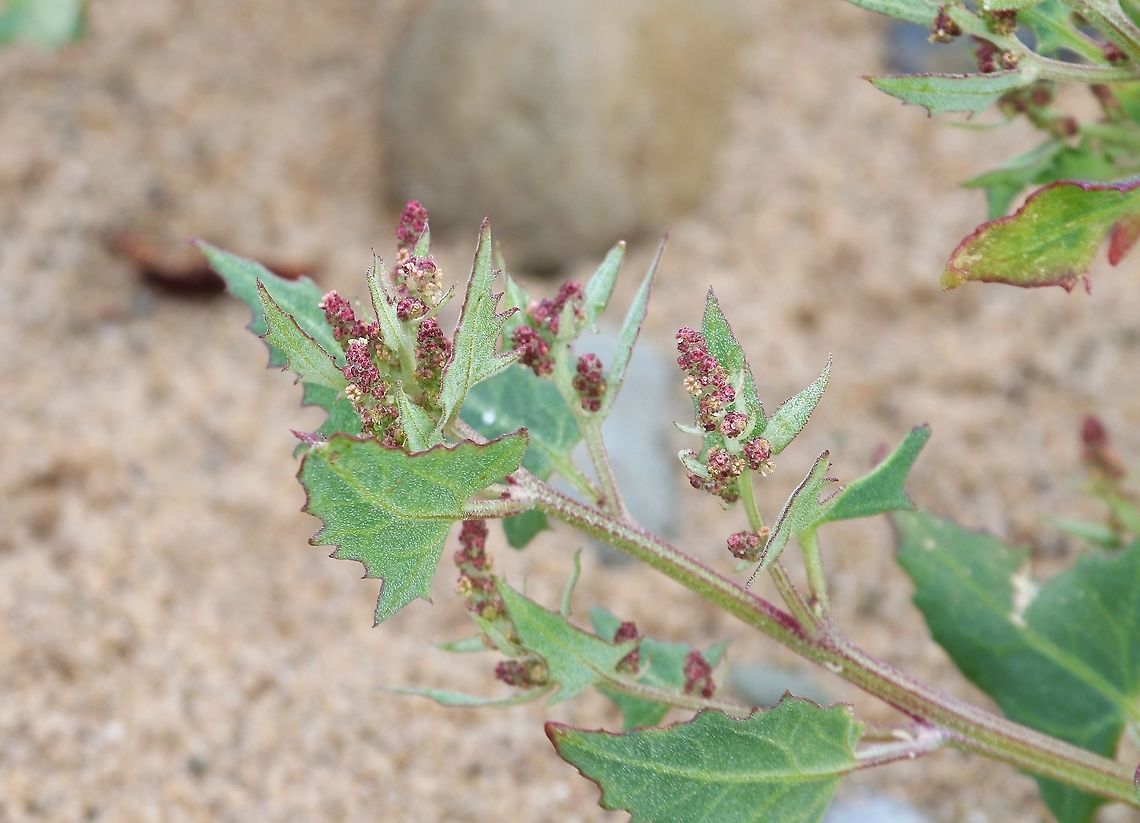 Spear Saltbush Another plant of the littoral zone, sand/shingle. Atriplex patula,Ayres,Isle of Man,Spear Saltbush