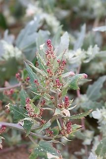 Spear Saltbush  Atriplex patula,Ayres,Isle of Man,Spear Saltbush