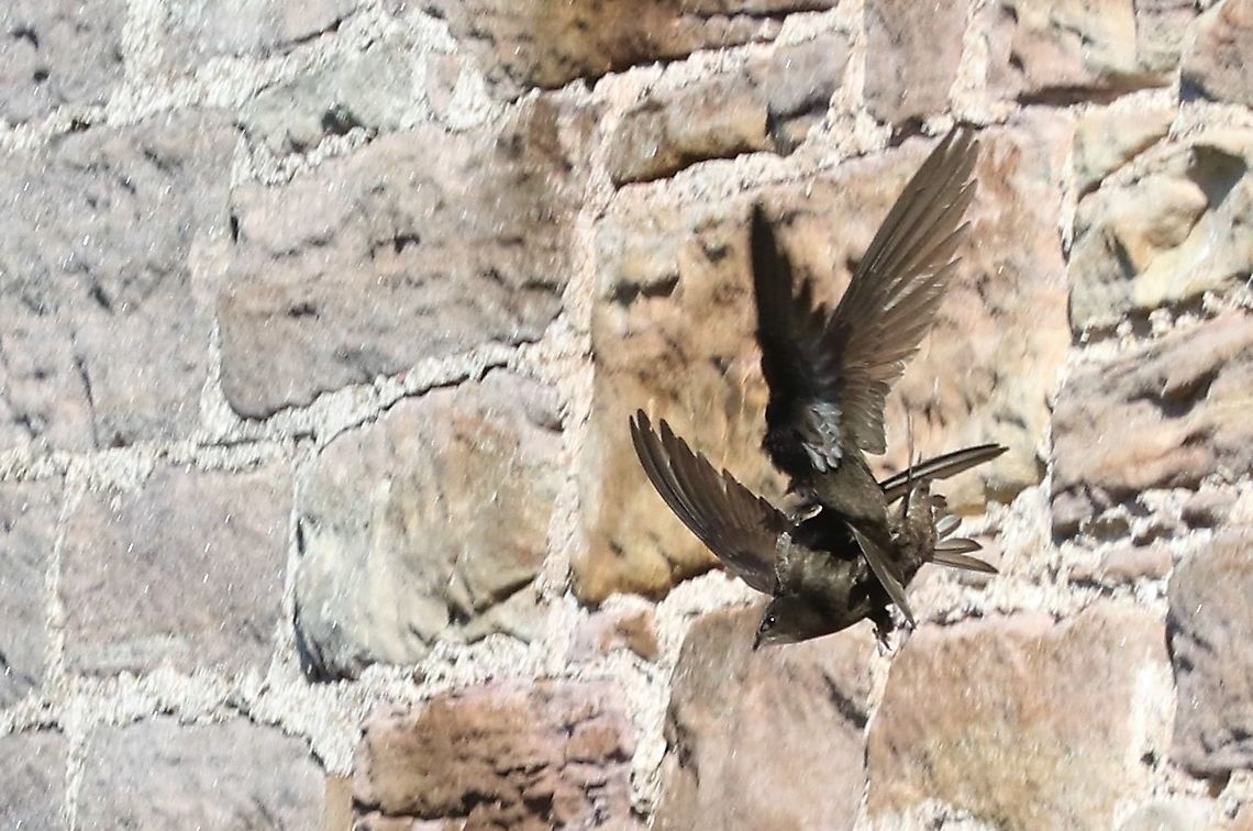 Swifts leaving the nest  Apus apus,Common Swift,Cumbria,Kings Meaburn