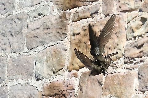 Swifts leaving the nest  Apus apus,Common Swift,Cumbria,Kings Meaburn