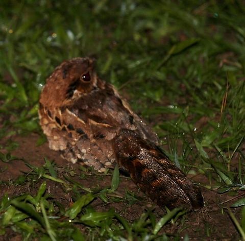 Common Pauraque From a night drive at Hato El Cedral - Wonderful life in the Llanos.  30th July 2014. Common Pauraque,Hato El Cedral,Los Llanos,Nyctidromus albicollis,Venezuela