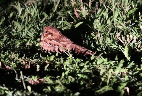 Rufous Morph of Common Pauraque From a night drive on 30th July 2014. Common Pauraque,Hato El Cedral,Los Llanos,Nyctidromus albicollis