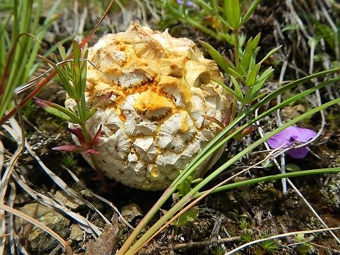 Western Giant Puffbal Despite the date opposite this shot was taken whilst walking up to the Bonanza Mine on 30th July 2012.  A magical place. Alaska,Calvatia booniana,Western giant puffball,Wrangell St Elias