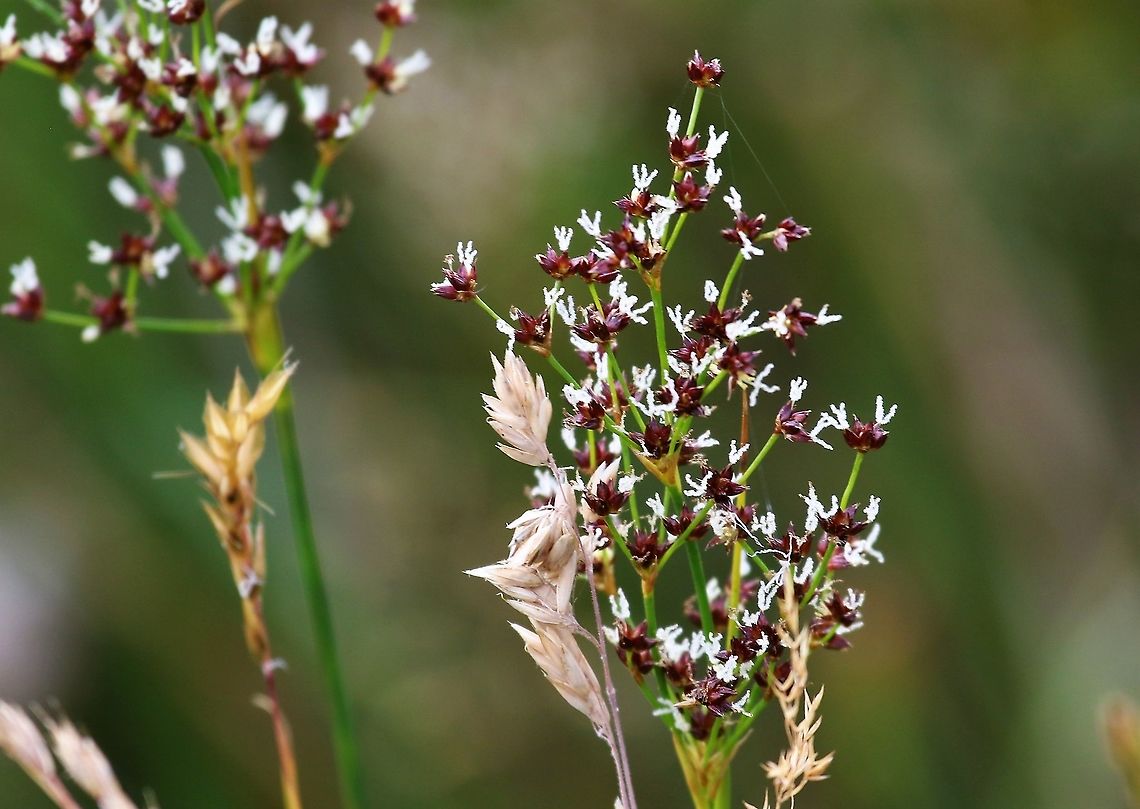 Sharp-flowered Rush The white flowers of this rush. Cumbria,Juncus acutiflorus,Sharp-flowered Rush,Swindale