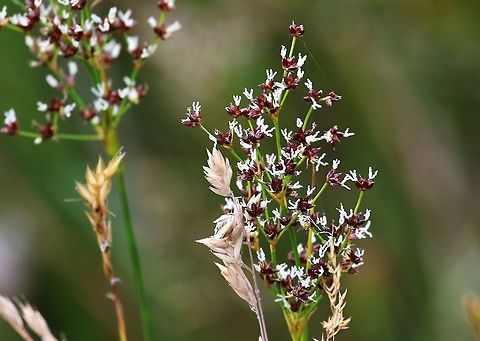 Sharp-flowered Rush The white flowers of this rush. Cumbria,Juncus acutiflorus,Sharp-flowered Rush,Swindale