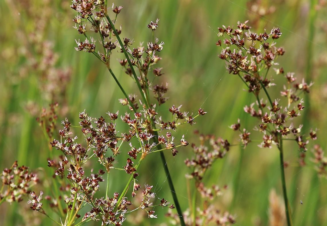 Sharp-flowered Rush Beautiful sometimes short rush in flower (can be pink or white). Cumbria,Juncus acutiflorus,Sharp-flowered Rush,Swindale