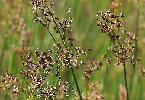 Sharp-flowered Rush Beautiful sometimes short rush in flower (can be pink or white). Cumbria,Juncus acutiflorus,Sharp-flowered Rush,Swindale