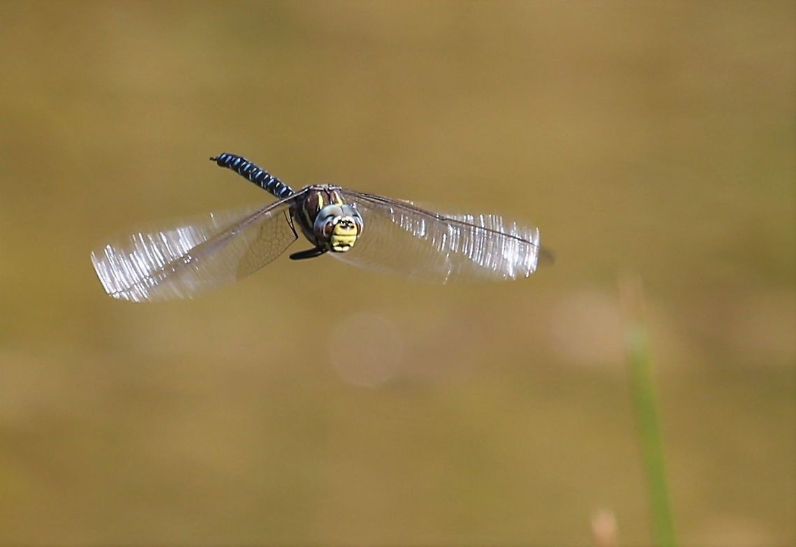 Common Hawker in flight Hawking over a local pond at about 350 metres Aeshna juncea,Common Hawker,Cumbria,Orton Scar