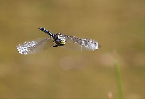 Common Hawker in flight Hawking over a local pond at about 350 metres Aeshna juncea,Common Hawker,Cumbria,Orton Scar
