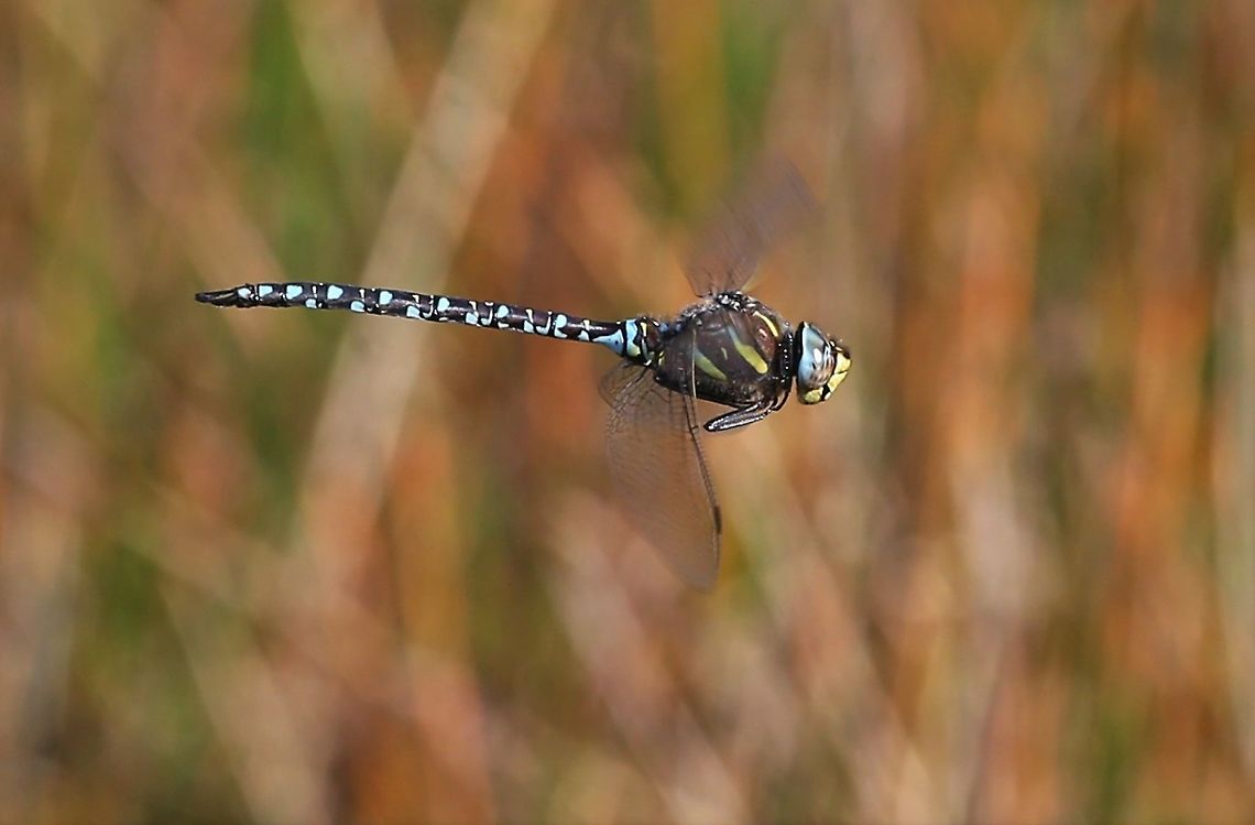 Common or Moorland Hawker in flight From a nearby pond - a recent report says that dragonflies are currently increasing in number and range in the UK.  45% are (global warming) but the Common Hawker is one that&#039;s losing out. Aeshna juncea,Common Hawker,Cumbria,Orton Scar