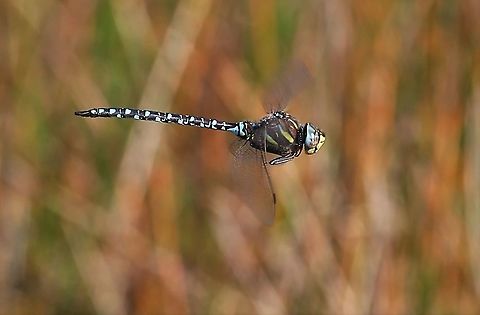 Common or Moorland Hawker in flight From a nearby pond - a recent report says that dragonflies are currently increasing in number and range in the UK.  45% are (global warming) but the Common Hawker is one that's losing out. Aeshna juncea,Common Hawker,Cumbria,Orton Scar