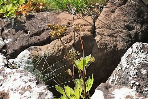 Horse Parsley - Alexanders Actually on the Isle of Ulva, an island that is in the process of being re-populated, it lies only about 100 metres from Mull.     Alexanders,Horse Parsley,Isle of Mull,Scotland,Smyrnium olusatrum