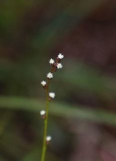 Marsh Arrowgrass On grazed hillsides above cliffs on the Isle of Mull Isle of Mull,Marsh arrowgrass,Scotland,Triglochin palustris