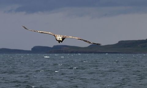White-tailed Eagle hunting On the Isle of Mull hunting on Loch Na Keal Haliaeetus albicilla,Isle of Mull,Scotland,White-tailed eagle