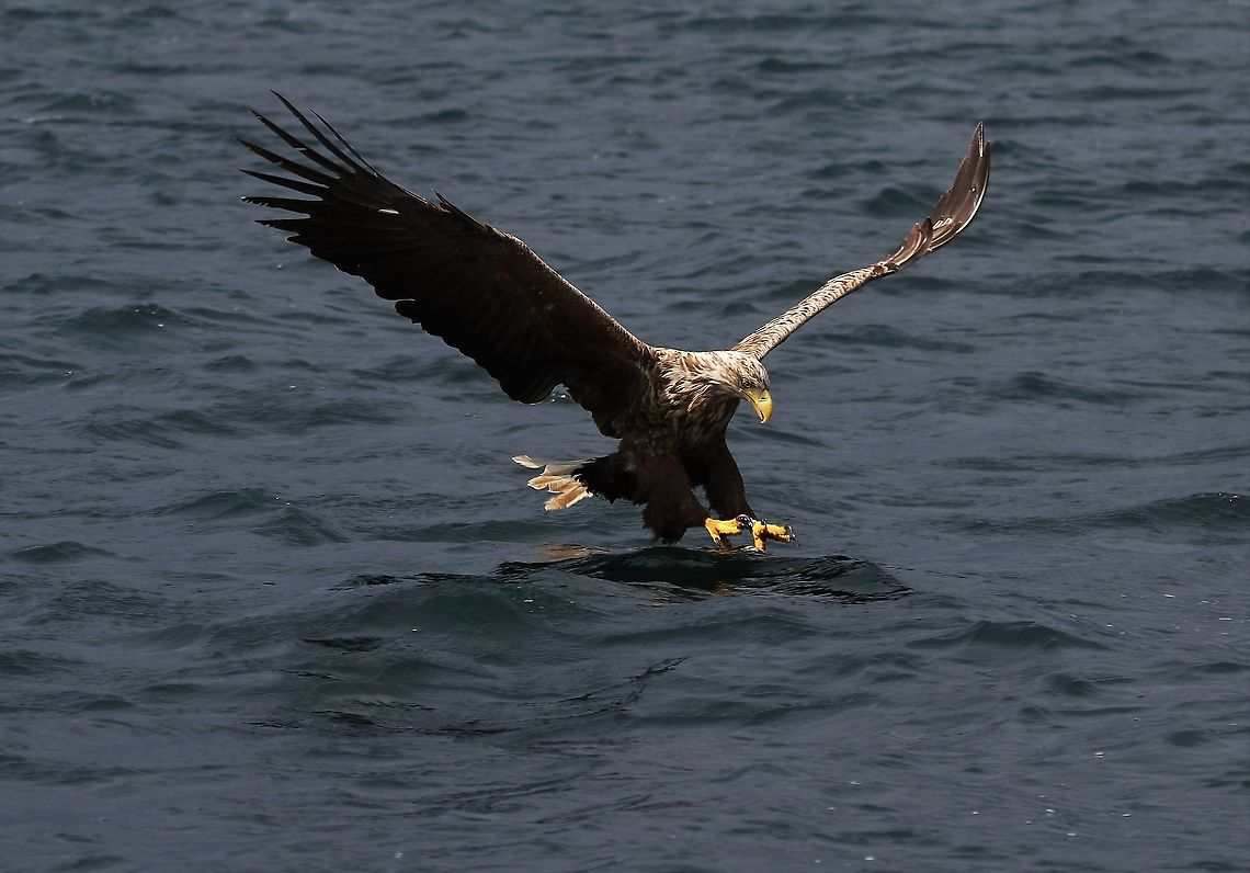 White-tailed Eagle about to take a fish On Loch Na Keal on a stormy day but with good light. Haliaeetus albicilla,Isle of Mull,Scotland,White-tailed eagle