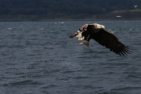White-tailed Eagle, successful hunt On Loch Na Keal Haliaeetus albicilla,Isle of Mull,Scotland,White-tailed eagle