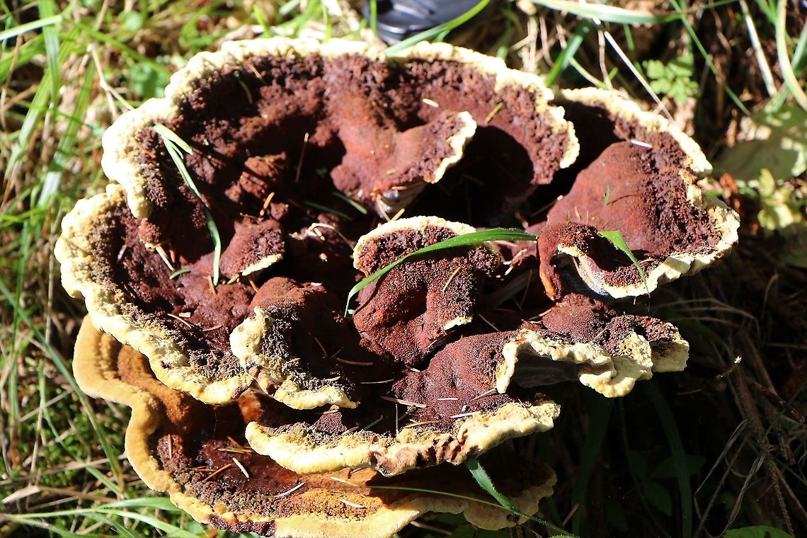 Dyer’s polypore Under spruce trees and 25 cms across. Cumbria,Dyer's Polypore,Kings Meaburn,Phaeolus schweinitzii,Velvet-top fungus