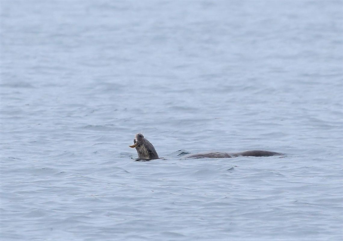 Butterfish, major prey. in otter's mouth The butterfish, a major prey species for the eurasian otter. Butterfish,Eurasian otter,Lutra lutra,Pholis gunnellus,Rock gunnel,Scotland,Sound of Jura