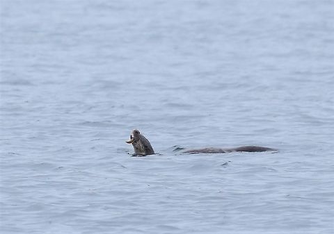 Butterfish, major prey. in otter's mouth The butterfish, a major prey species for the eurasian otter. Butterfish,Eurasian otter,Lutra lutra,Pholis gunnellus,Rock gunnel,Scotland,Sound of Jura
