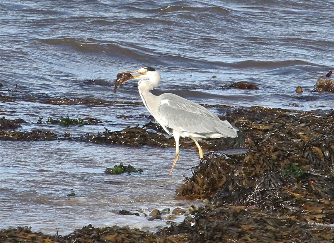 Butterfish, prey to Grey Heron A large meal of butterfish for this Grey Heron Ardea cinerea,Butterfish,Grey Heron,Isle of Jura,Pholis gunnellus,Rock gunnel,Scotland
