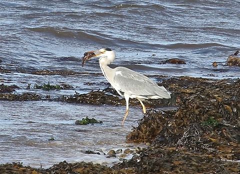 Butterfish, prey to Grey Heron A large meal of butterfish for this Grey Heron Ardea cinerea,Butterfish,Grey Heron,Isle of Jura,Pholis gunnellus,Rock gunnel,Scotland