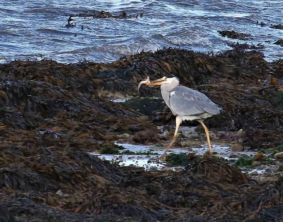 Butterfish, prey to Grey Heron Prey for a grey heron today on the beech. Ardea cinerea,Butterfish,Grey Heron,Isle of Jura,Pholis gunnellus,Rock gunnel,Scotland
