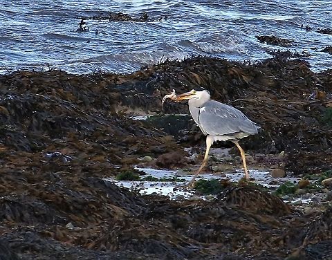 Butterfish, prey to Grey Heron Prey for a grey heron today on the beech. Ardea cinerea,Butterfish,Grey Heron,Isle of Jura,Pholis gunnellus,Rock gunnel,Scotland