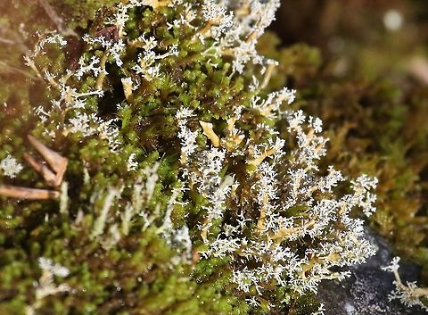 Sphaerophorus globosus Just above the shoreline on Loch Tarbert, the loch that almost cuts Jura in half. Isle of Jura,Loch Tarbert,Scotland,Sphaerophorus globosus
