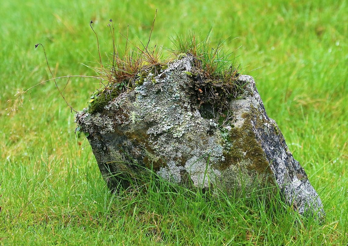 Mosses, lichens and grasses on historic gravestone, Inverlussa  Inverlussa,Isle of Jura,Scotland