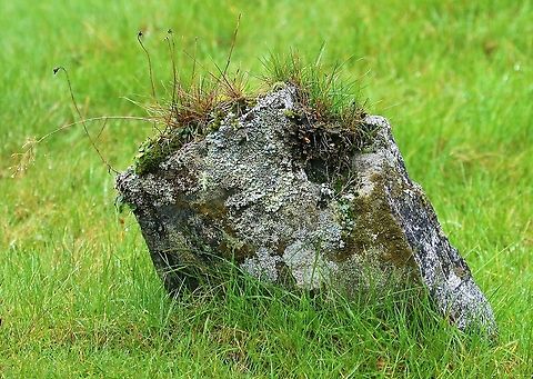 Mosses, lichens and grasses on historic gravestone, Inverlussa  Inverlussa,Isle of Jura,Scotland