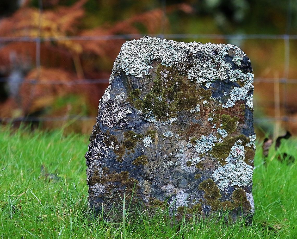 More lichens and mosses on historic gravestone, Inverlussa  Inverlussa,Isle of Jura,Scotland